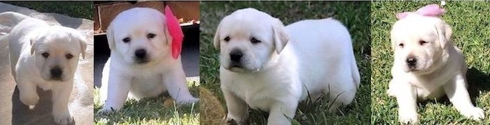 The Finest Quality White Labrador Retriever Puppies For Sale in California