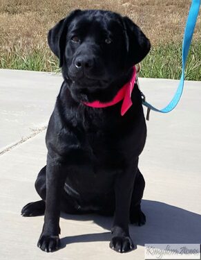 AKC Black Female English Lab, mother to our puppies