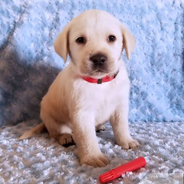 Red Collar- Male Puppy