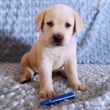 Blue Collar- Male Puppy-Reserved For Brian Walsh