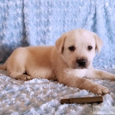 Mauve Collar- Male Puppy-Reserved For Anchal Ghai 