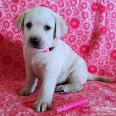 Pink Collar- Female Puppy-RESERVED FOR ED SIECKERT