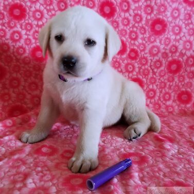 Purple Collar- Female Puppy-Reserved For Cindy Lyman