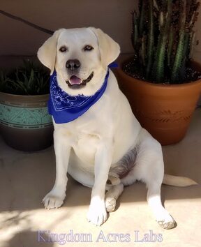 REAGAN IS A WHITE MALE LABRADOR FROM EXCELLENT CHAMPION BLOOD LINES, HE PRODUCES BEAUTIFUL PUPPIES!