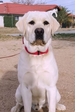 AKC White English Lab, Sire to our puppies.