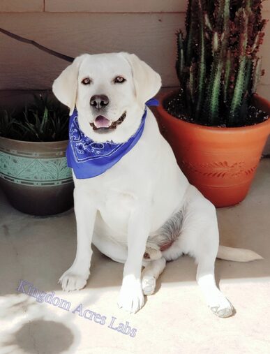 REAGAN IS A WHITE MALE LABRADOR FROM EXCELLENT CHAMPION BLOOD LINES, HE PRODUCES BEAUTIFUL WHITE AND CREAM LAB PUPPIES!