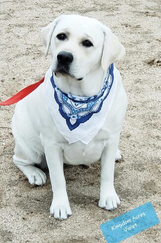 VIOLET IS ONE OF OUR MOST GOREOUS WHITE ENGLISH LABRADORS, SHE WILL PRODUCE OUTSTANDING QUALITY ENGLISH LABRADOR PUPPIES!