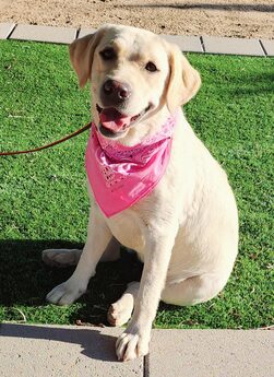 BLOSSOM IS A ENGLISH CREAM FEMALE LABRADOR THAT PRODUCES WHITE AND CREAM PUPPIES